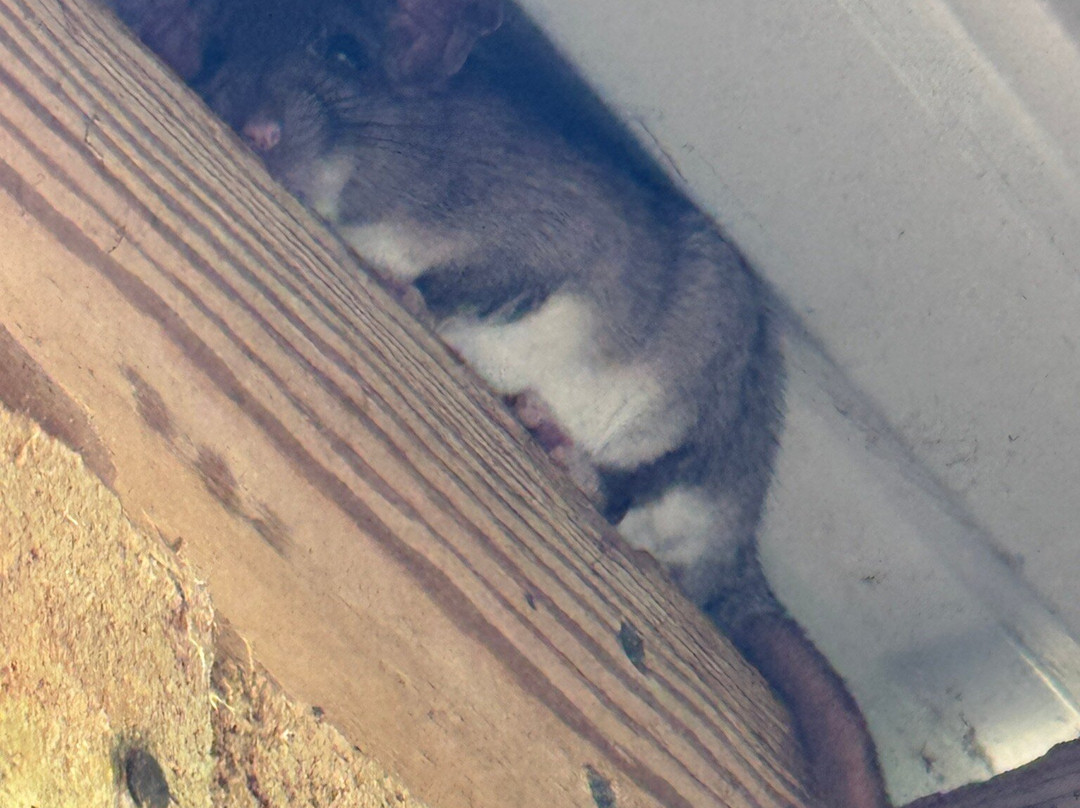 Laguna Atascosa National Wildlife Refuge-德克萨斯州墨西哥湾沿岸必去景点