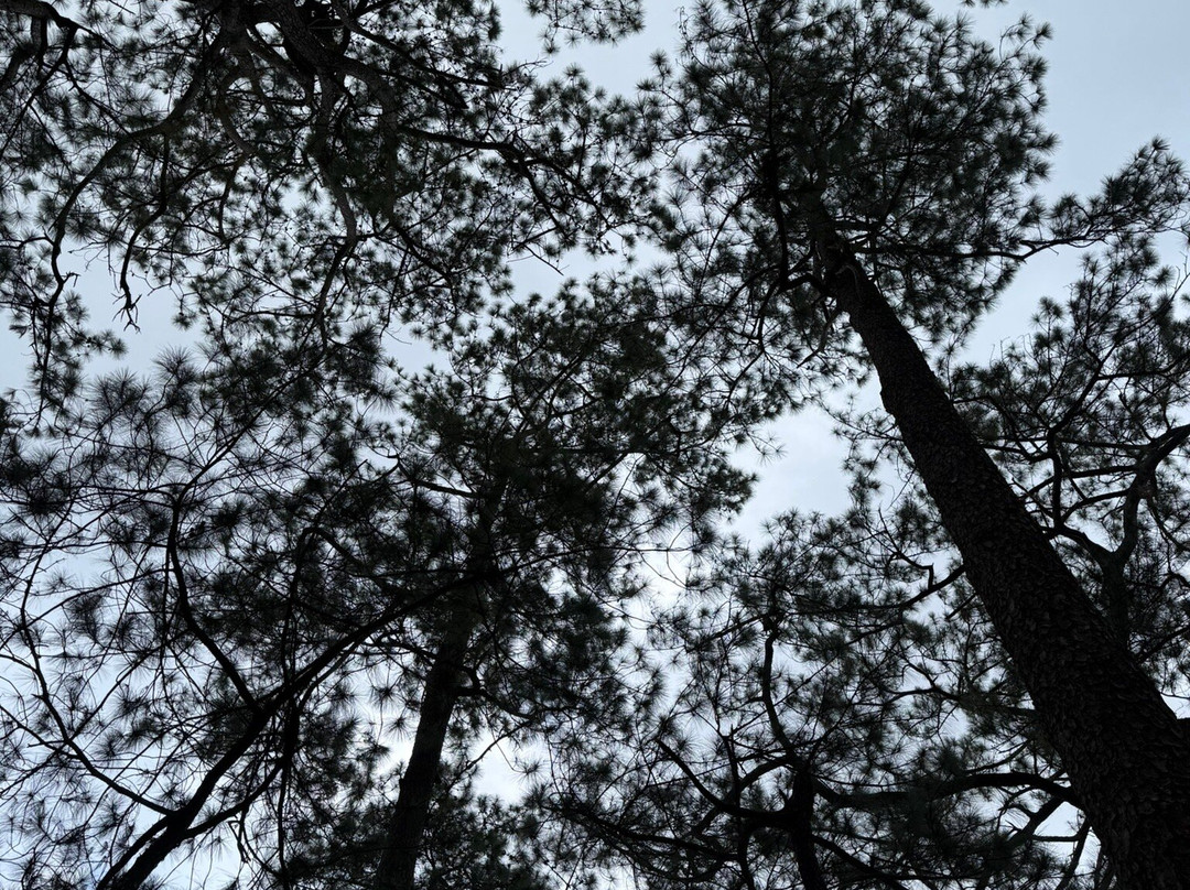 Camp John Hay Eco-Trail-碧瑶必去景点