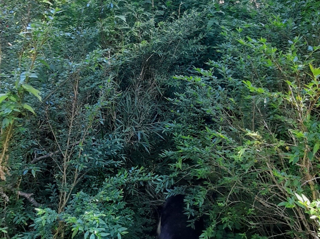 Parque Nacional Puyehue-Puyehue必去景点