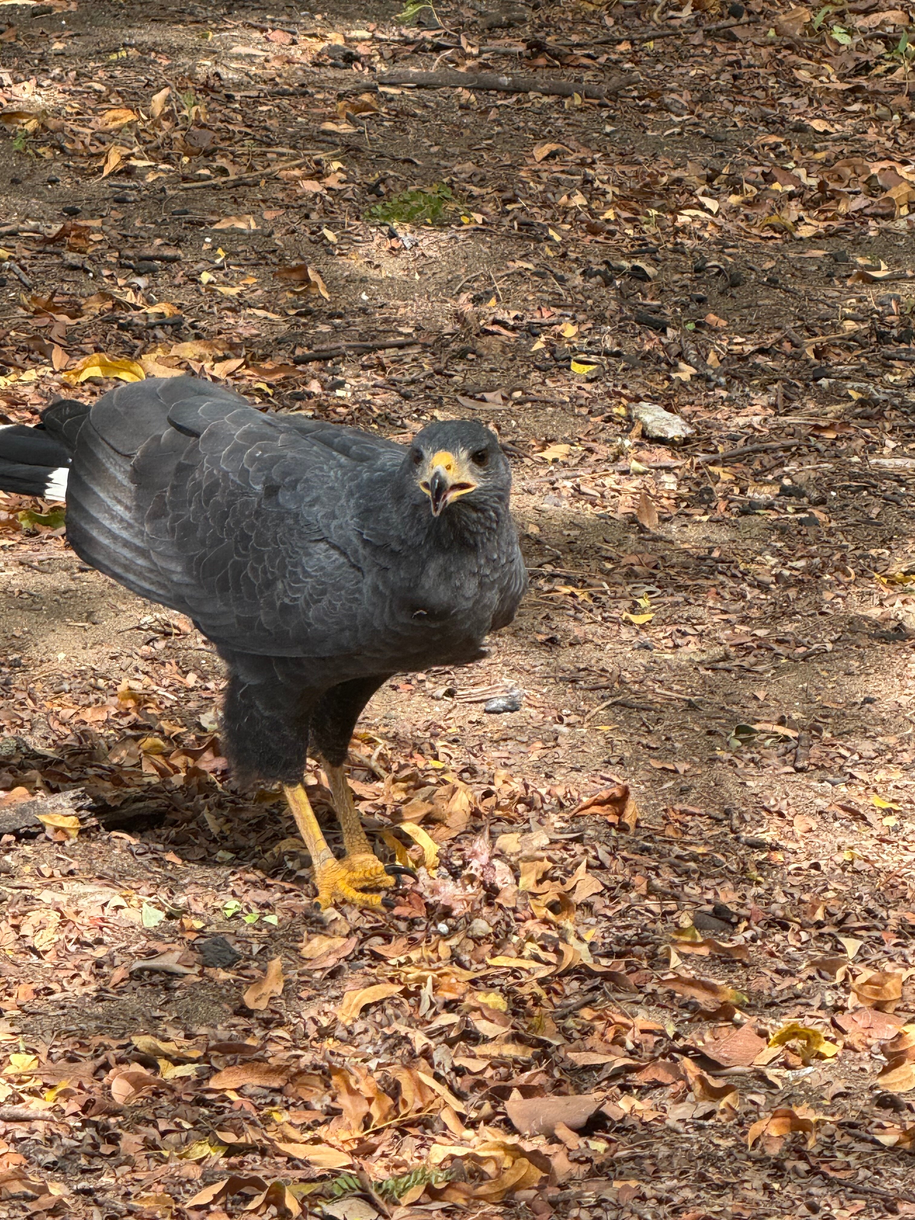 CC Beach Front Papagayo-官方