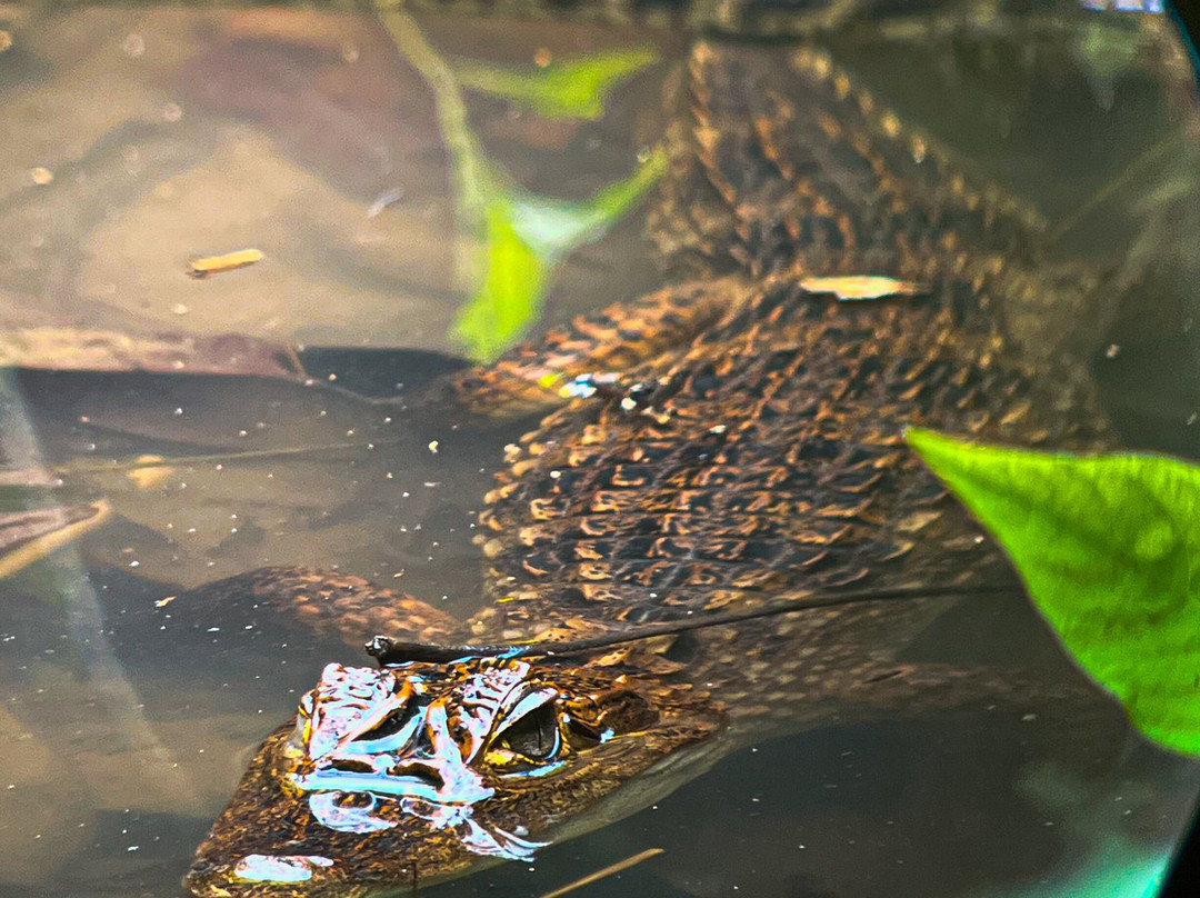 Osa Green Travel-希门尼斯港必去景点
