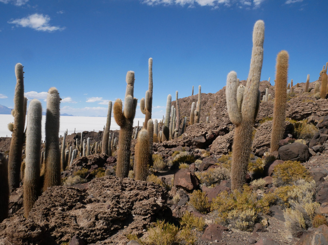Isla Incahuasi-乌尤尼必去景点
