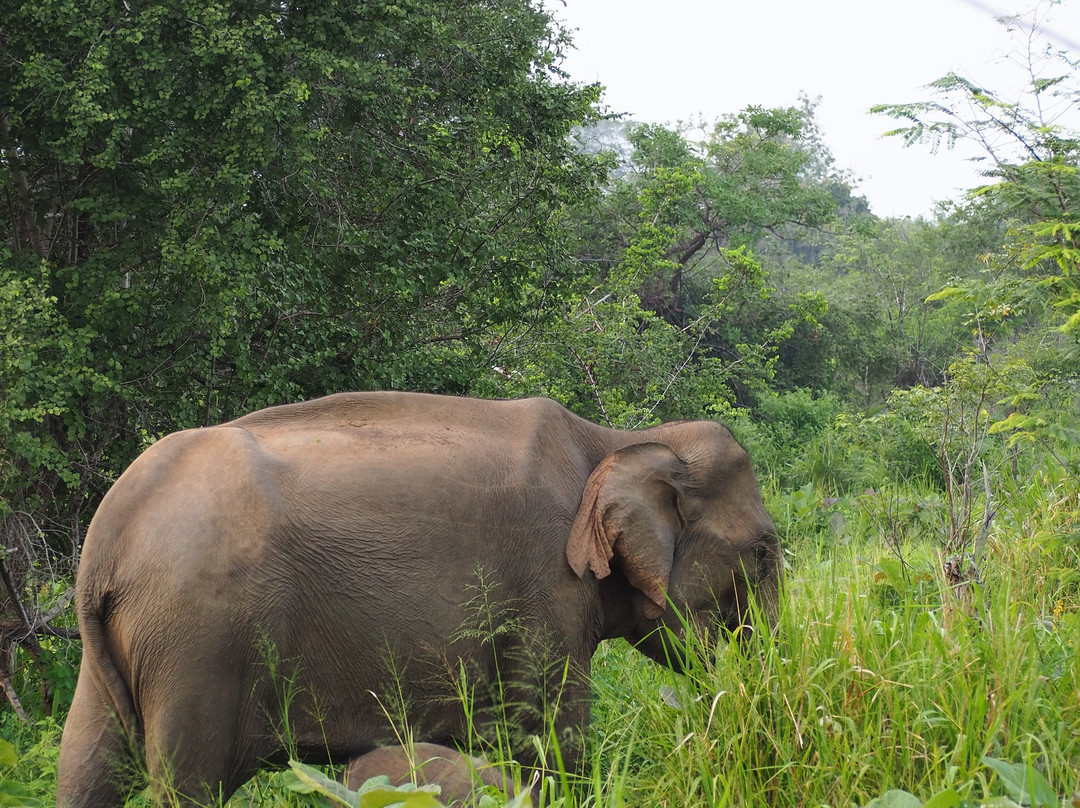 Aash Travels-Polgahawela必去景点