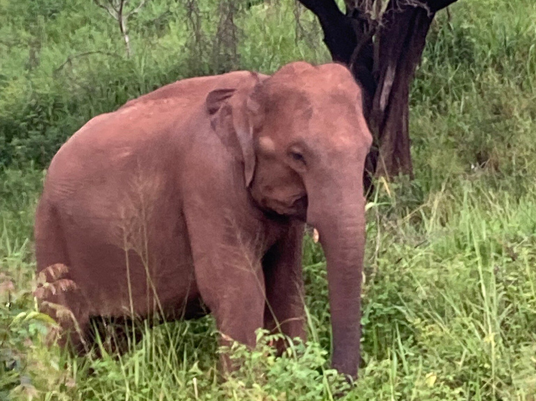 Gihan Tours Sri Lanka-瓦勒迦玛必去景点