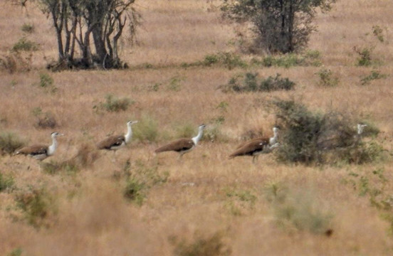 Desert National Park- Safari-杰伊瑟尔梅尔必去景点