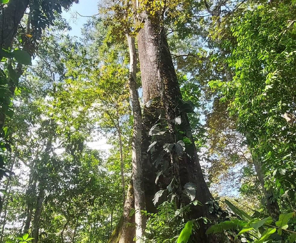 Rancho Raices De Puerto Jimenez-希门尼斯港必去景点