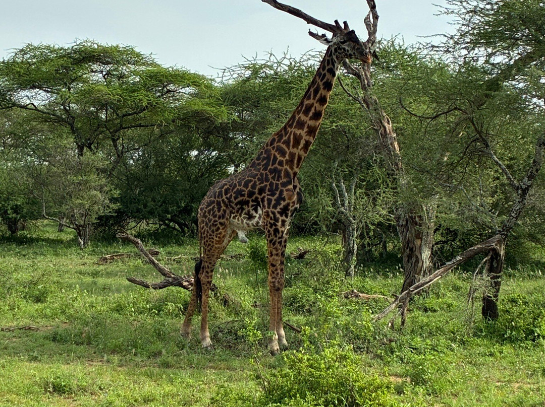 Passionate Safaris-Dar es Salaam必去景点
