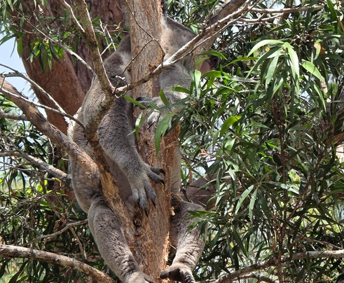 Guulabaa Place of Koala