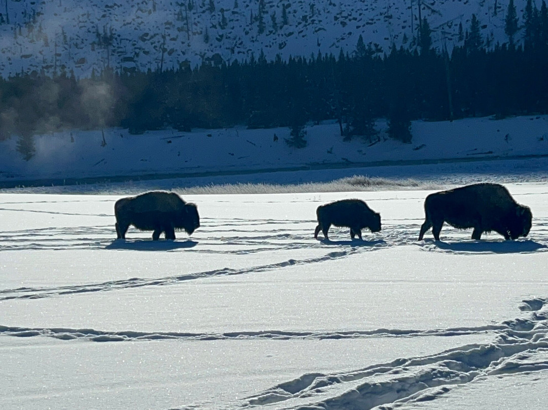 Two Top Snowmobile Rentals and Tours-西黄石镇必去景点