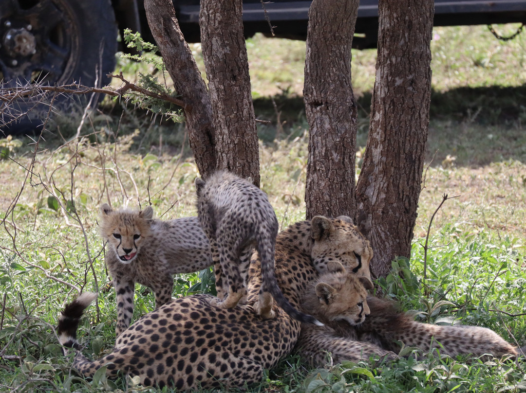 Safari Avventura-阿鲁沙必去景点