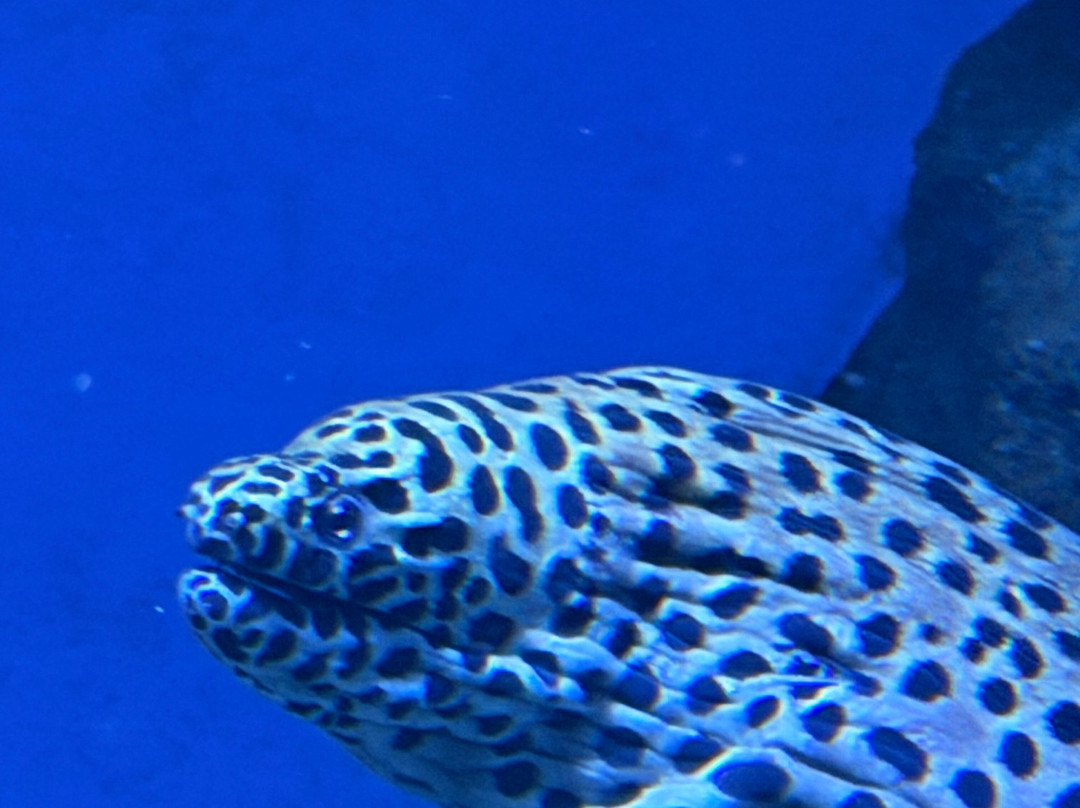 Marassi Aquarium & Underwater Zoo-Diyar Al Muharraq必去景点