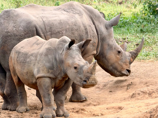 Mamaland Safaris-坎帕拉必去景点