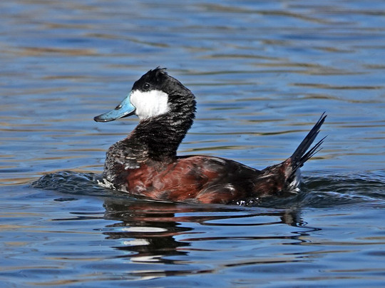 Twin Lakes Golf Course-Willcox必去景点