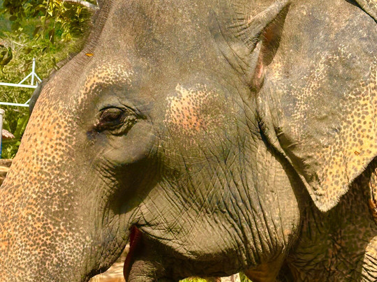 Hidden Forest Elephant Reserve-查龙必去景点