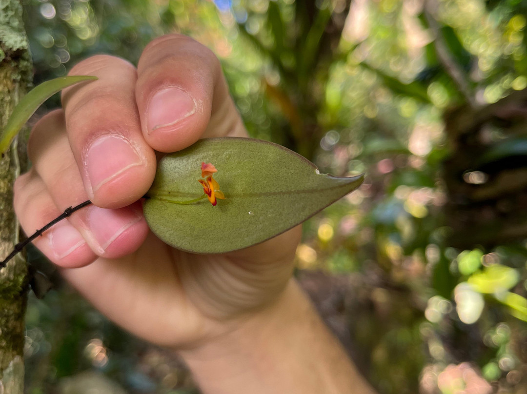 Monteverde Orchid Garden-圣埃伦娜必去景点