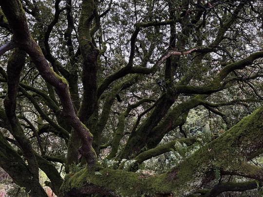 Treetop Walk Avondale-Rathdrum必去景点