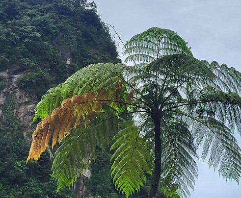 Just Go Dominica-多米尼克必去景点