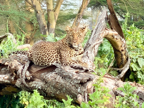 Amazing Memories Safaris-内罗毕必去景点