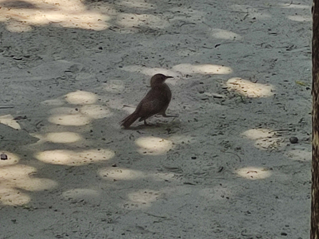 Praca Dona Luisa-Igrejinha必去景点