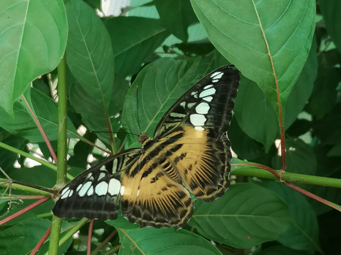 Banatayan Island Butterfly Garden-班塔延岛必去景点