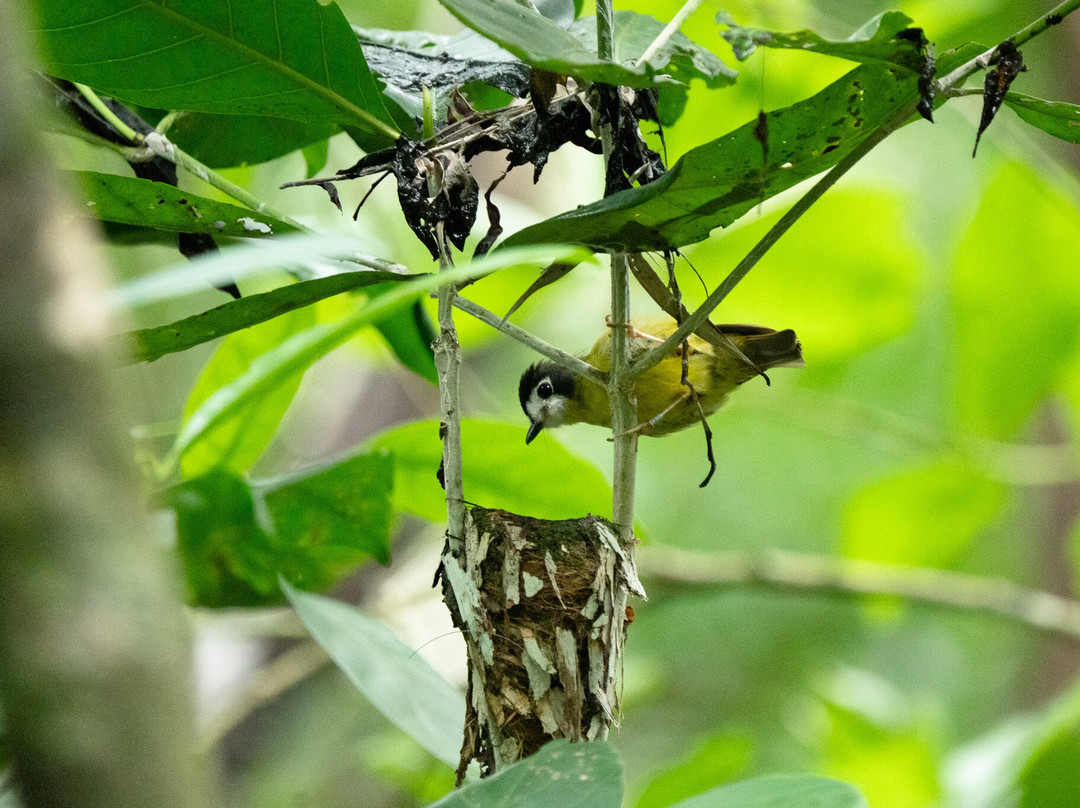 Faunagraphic Wildlife Tours-布里斯班必去景点