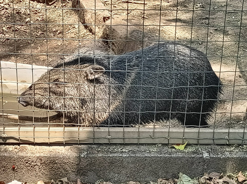 Costa Rica Animal Rescue Center-Turrucares必去景点