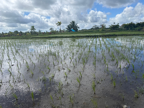 Bali Unique Driver-巴厘岛必去景点