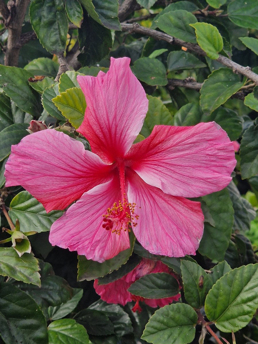 帕奇卡夫人酒店-官方