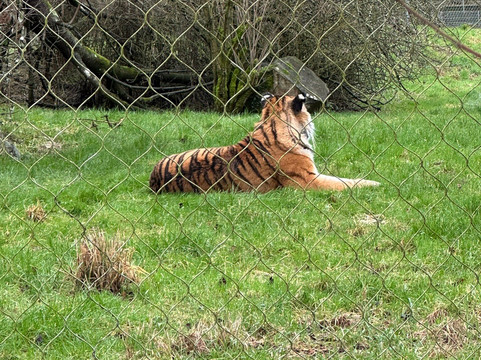 Marwell Zoo-温彻斯特必去景点