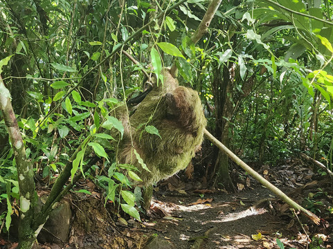 Sloths Paradise Rainforest-Bijagua de Upala必去景点