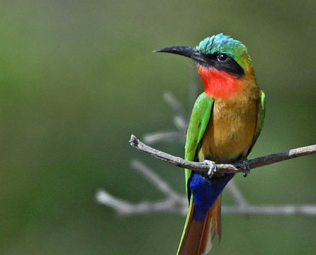 Adventure Birding Tours-特马必去景点