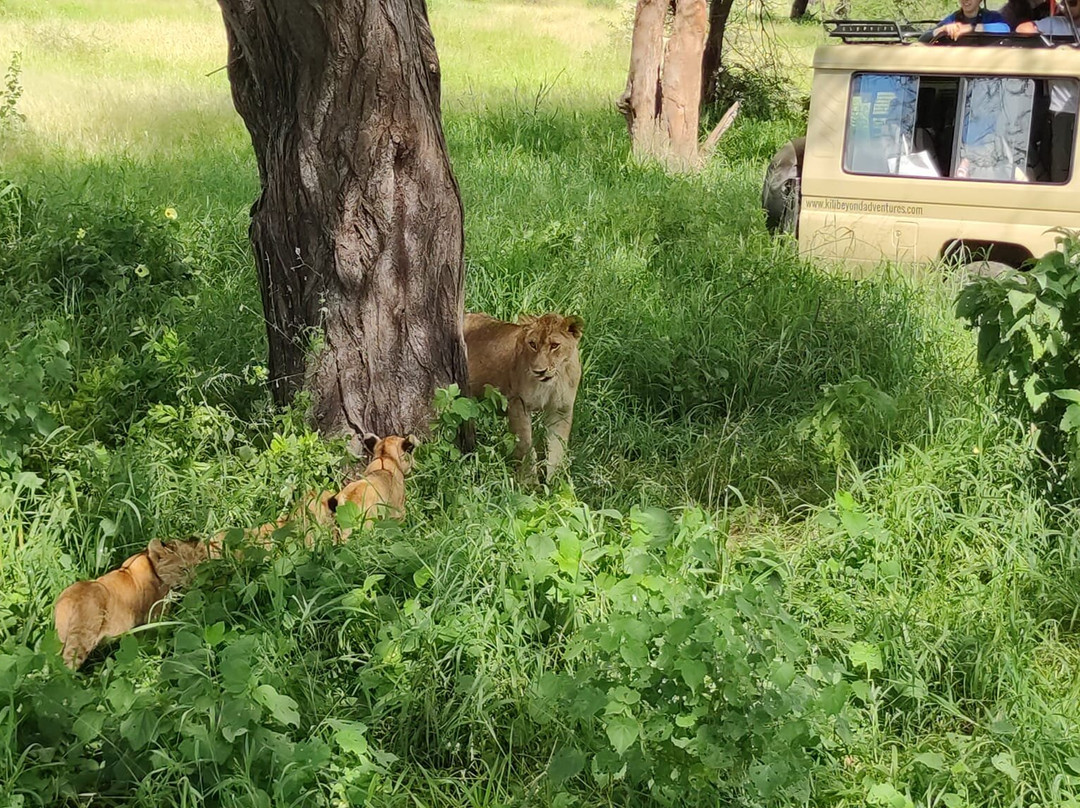 Tarangire National Park-塔兰吉雷国家公园必去景点