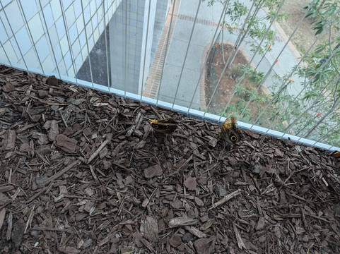 奥杜邦昆虫博物馆-新奥尔良必去景点