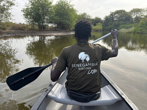 Senegambia Birding-Mandinari必去景点