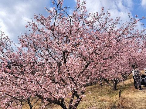 Ibaraki Flower Park-石冈市必去景点