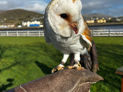Kingdom Falconry - Dingle-丁格尔必去景点