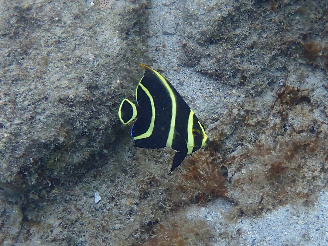 Duik op Curacao-威廉斯塔德必去景点