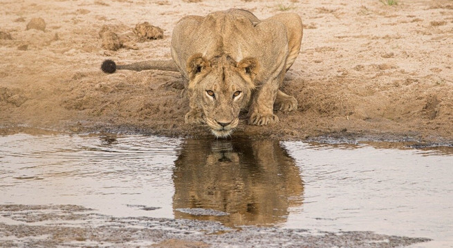 Regal African Safaris-Usa River必去景点