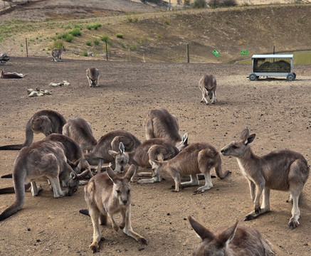 Zoodoo野生动物园-Richmond必去景点
