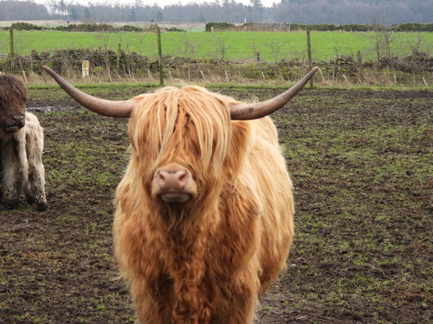Matlock Farm Park-马特洛克必去景点