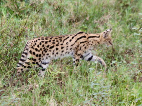 FB Tanzania Expeditions-阿鲁沙必去景点