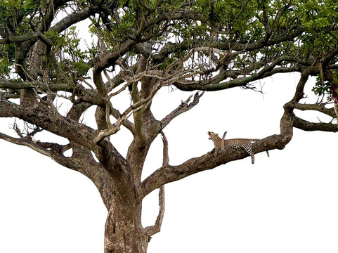 African Savannah Holidays-内罗毕必去景点