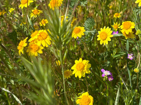 Diamond Valley Lake Visitors Center-赫米特必去景点