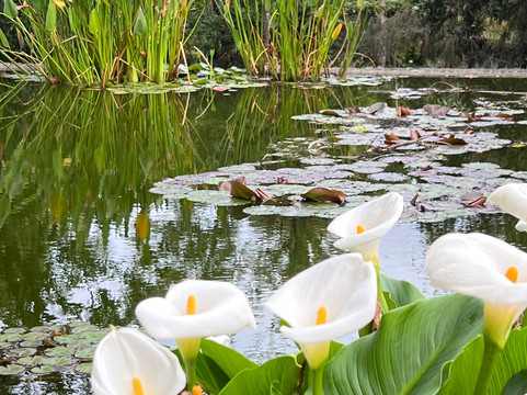 Botanischer Garten-德拉克鲁兹索尔港必去景点