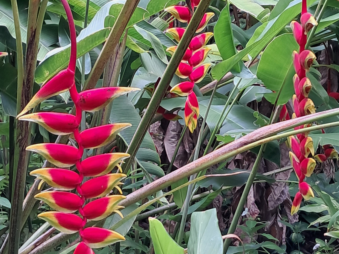 Jardin des Parfums et des Epices-Saint-Philippe必去景点