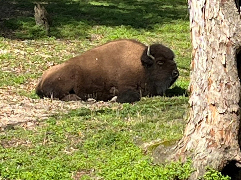 Charles Towne Landing State Historic Site-查尔斯顿必去景点