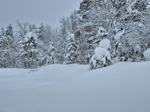 Arctic Circle Husky Park-罗瓦涅米必去景点