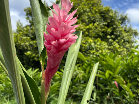 Mandoo's Tour & Taxi Service-St. George's必去景点