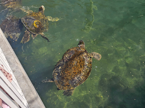 Sea Turtle Center-马拉松必去景点