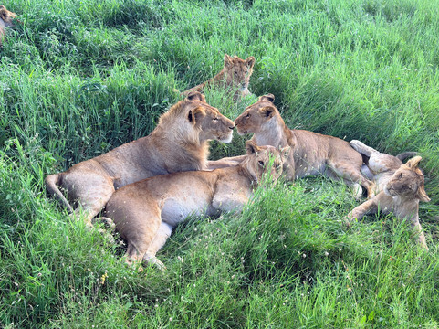 Tanzania Roadside Expeditions-阿鲁沙必去景点
